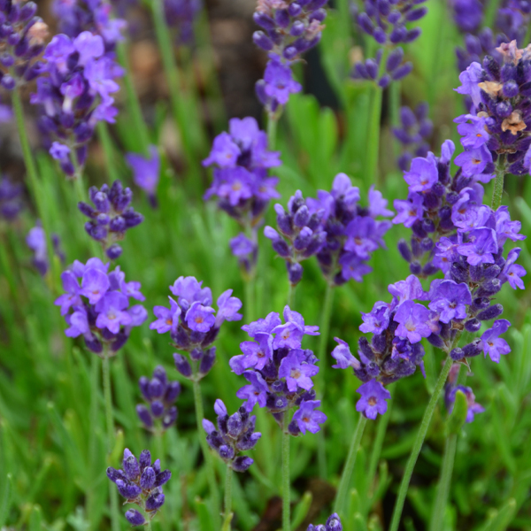 Lavandula angustifolia ‘SuperBlue’