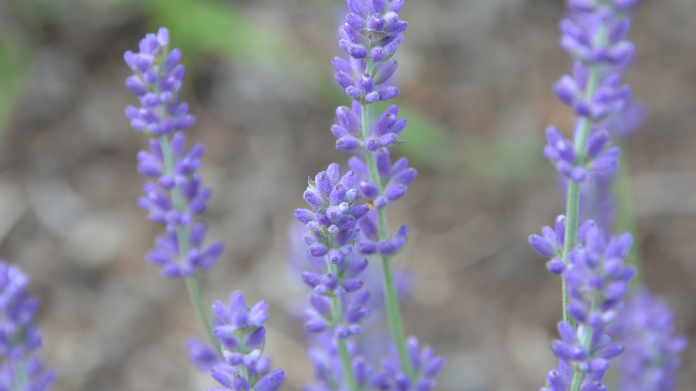 Lavandula angustifolia ‘Loddon Blue’