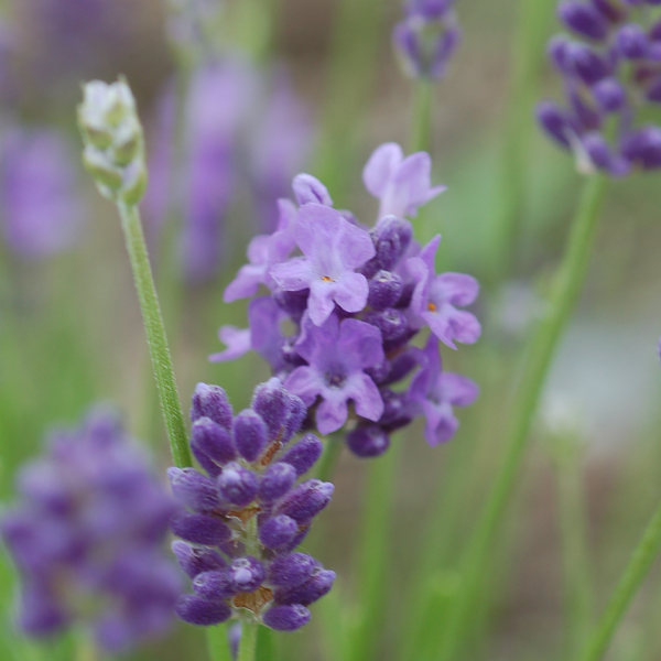 Lavandula angustifolia ‘Thumbelina Leigh’