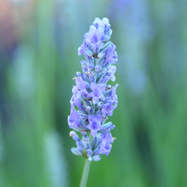 Lavandula ×intermedia ‘Provence'