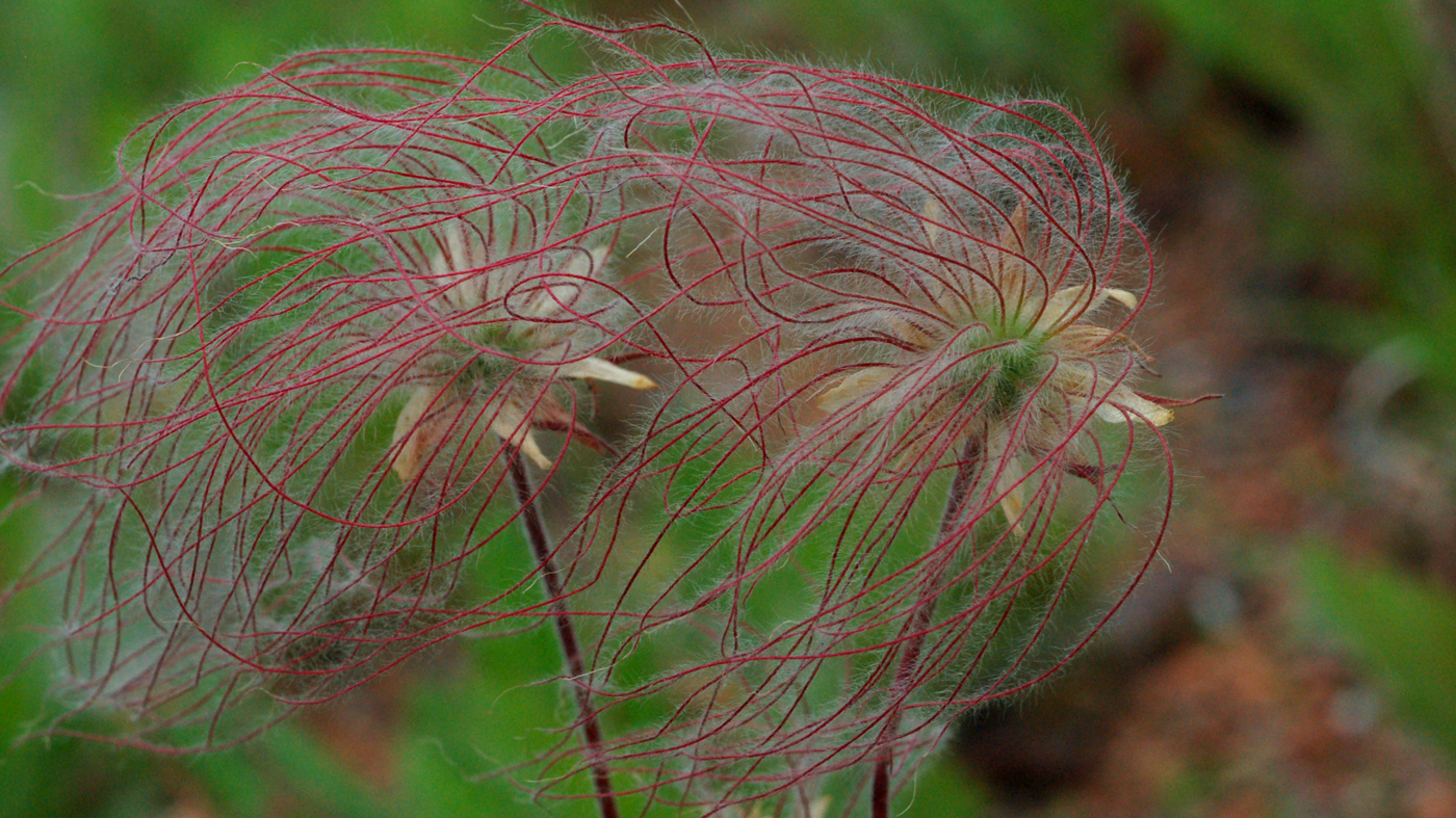Geum triflorum