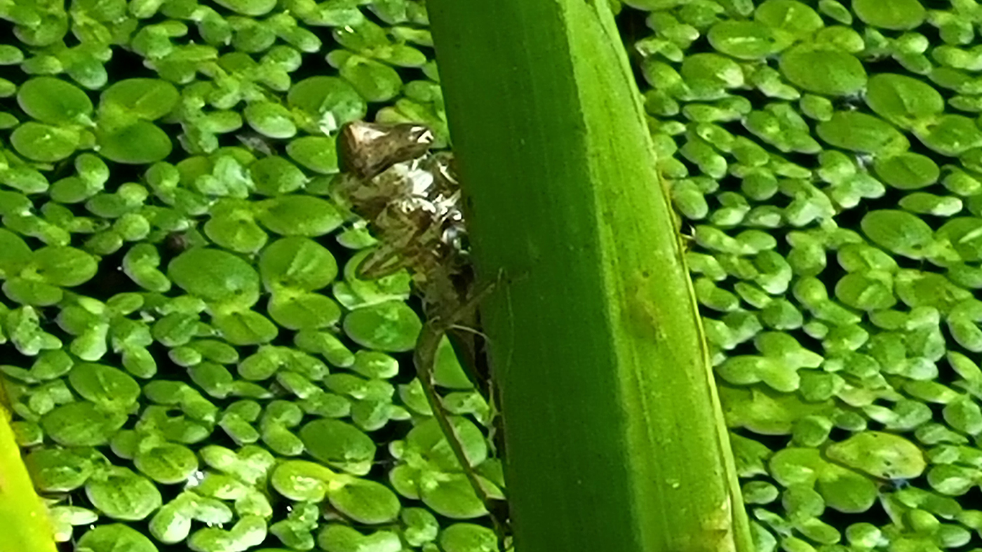 Dragonfly nymph exoskeleton