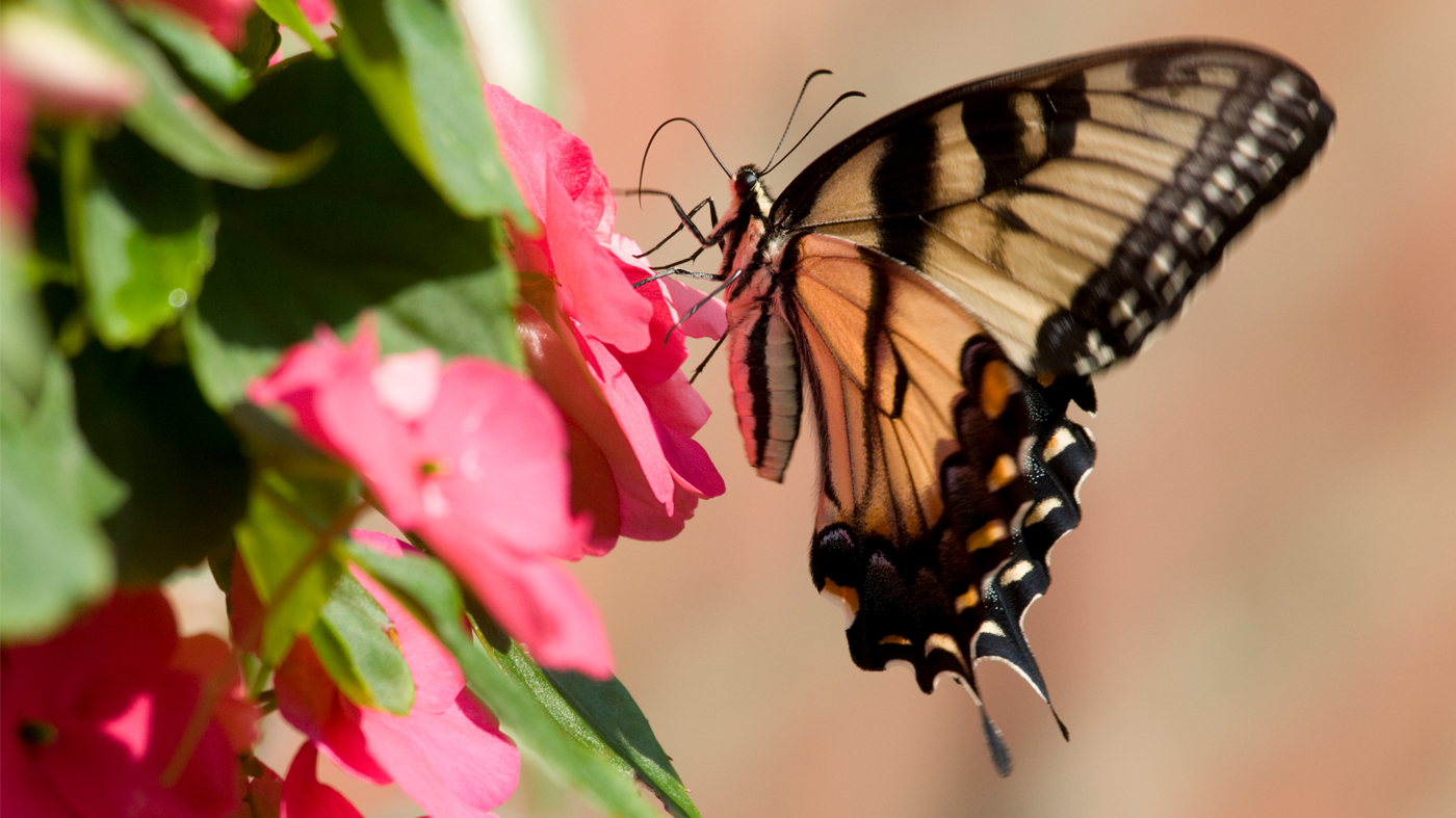 Swallowtail butterfly