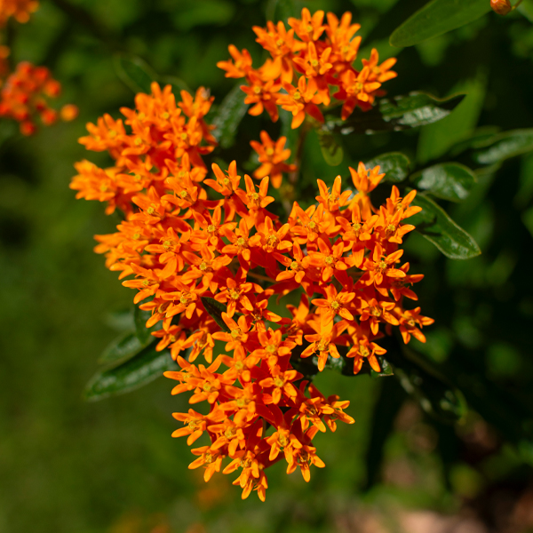butterfly milkweed