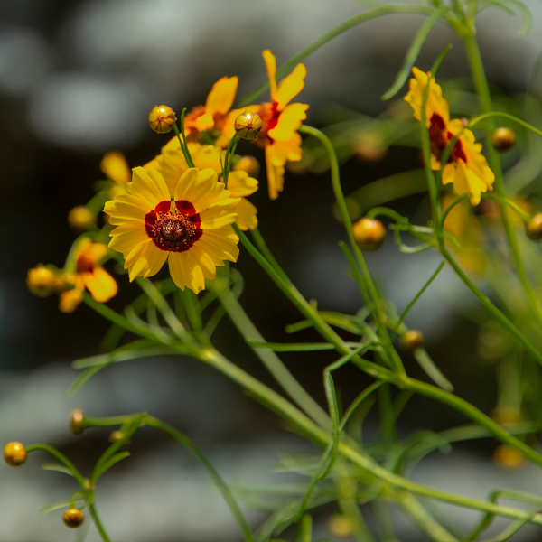 Plains coreopsis