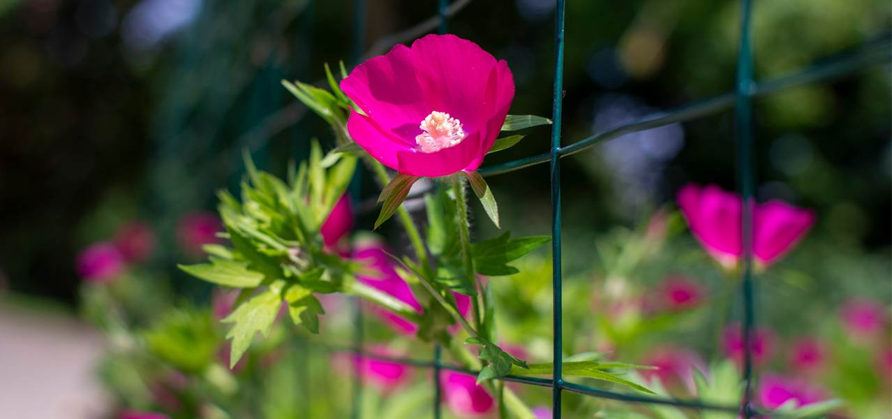 Purple poppy-mallow