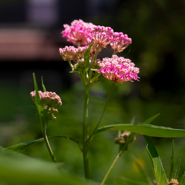 Swamp milkweed