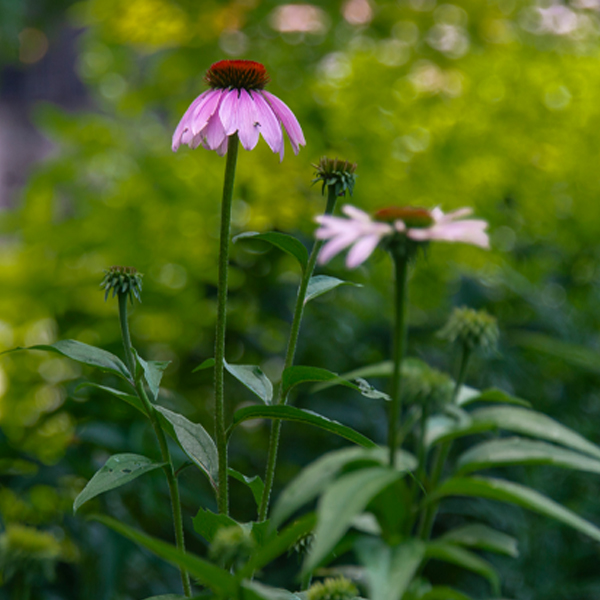 purple coneflower