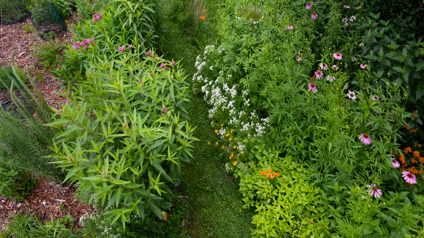 rewild garden