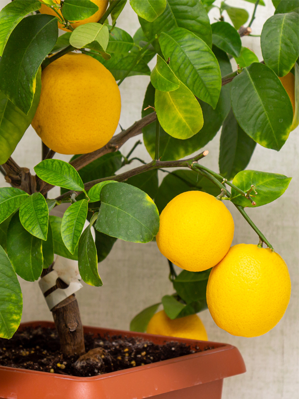 lemon tree in a pot