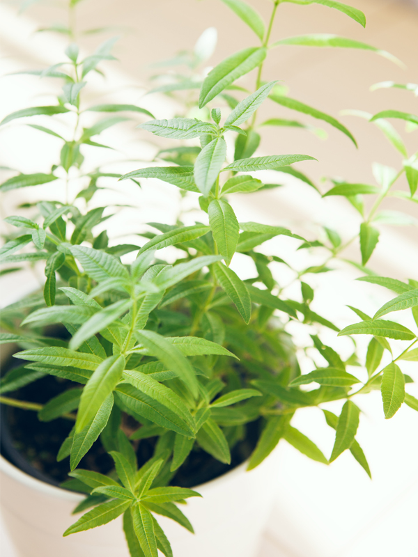 Lemon Verbena