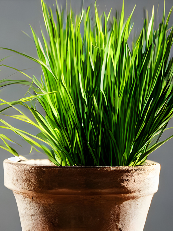 lemongrass in a pot