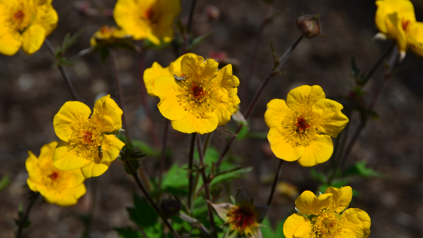 Geum x intermedium 'Diane'