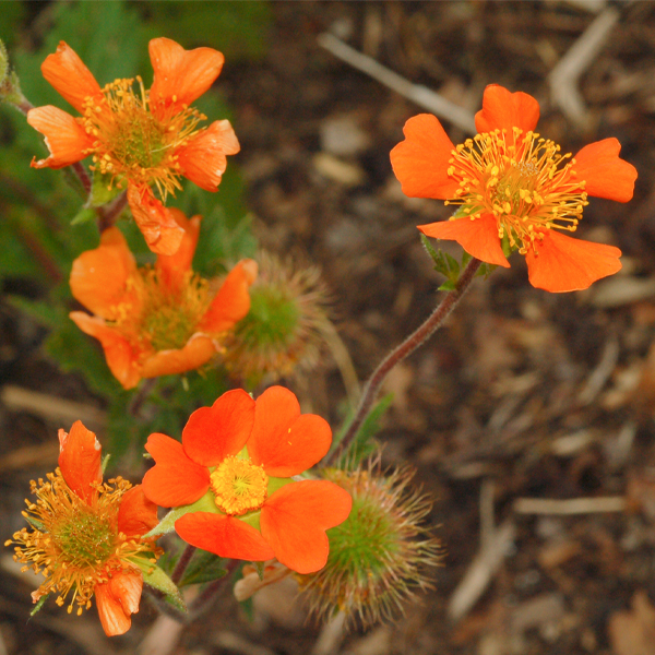 Geum 'Borisii'