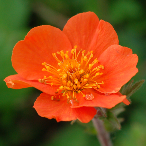 Geum coccineum 'Cooky'