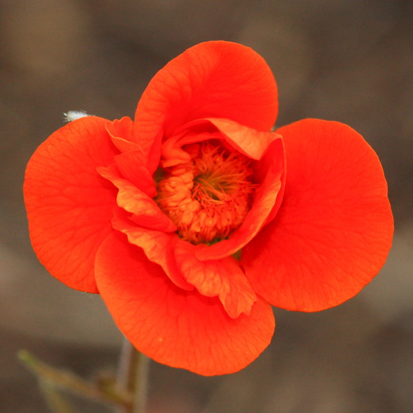 Geum coccineum 'Werner Arends
