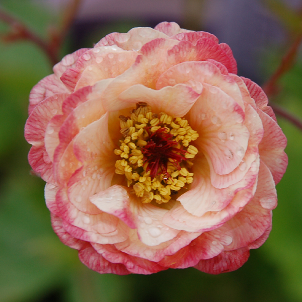 Geum 'Cosmopolitan'