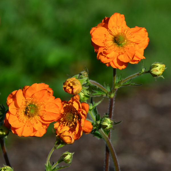 Geum 'Fire Storm'