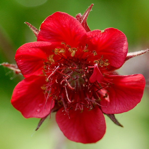 Geum 'Flames of Passion'