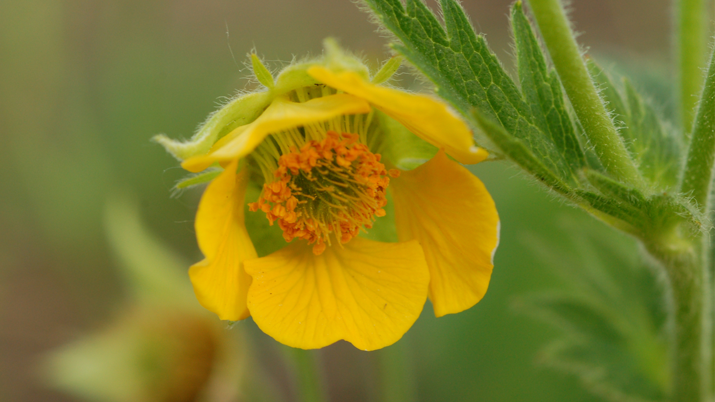 Geum 'Fuzzy Navel'
