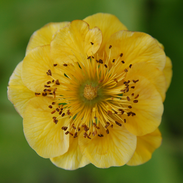 Geum 'Limoncello'