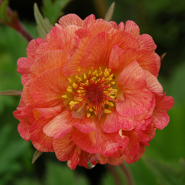 Geum 'Mai Tai'