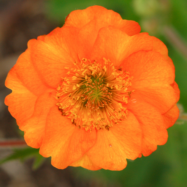 Geum 'Rijnstroom'