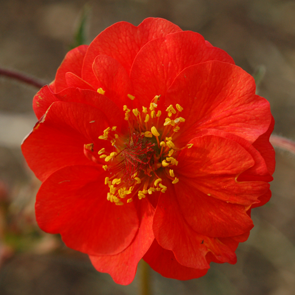 Geum 'Sangria'