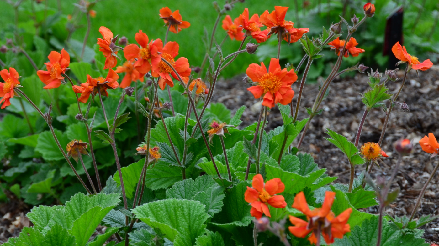 Geum 'Sea Breeze'