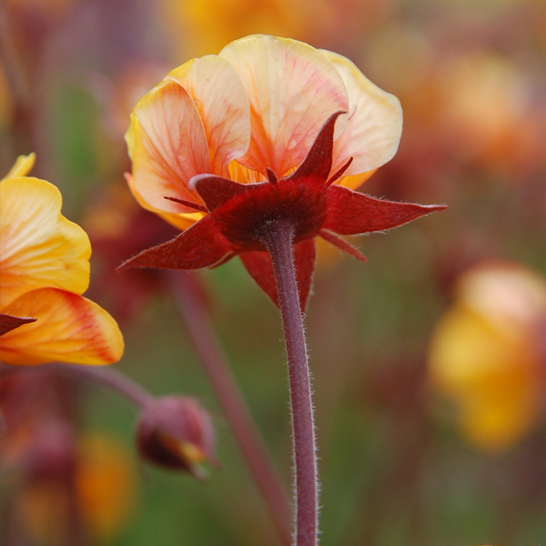 Geum 'Spanish Fly'