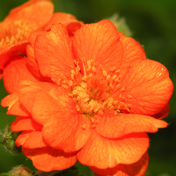 Geum 'Starker's Magnificum' 