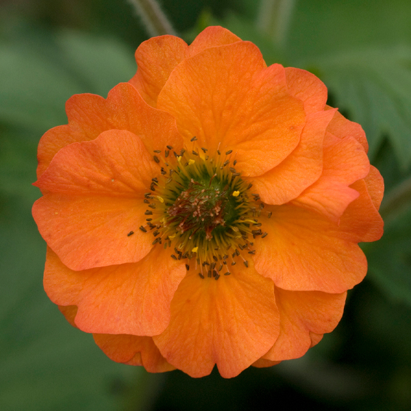 Geum 'Totally Tangerine'