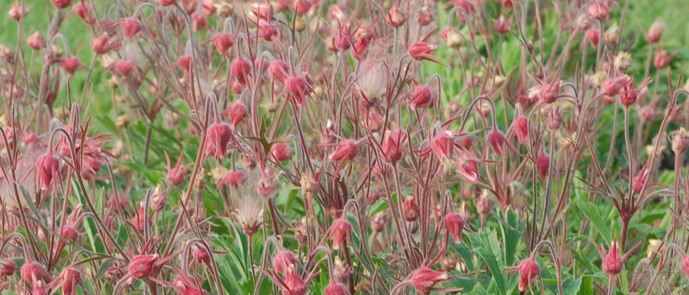 Geum 'Triflorum'