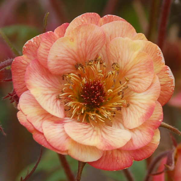 Geum 'Wet Kiss'