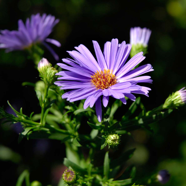 aster