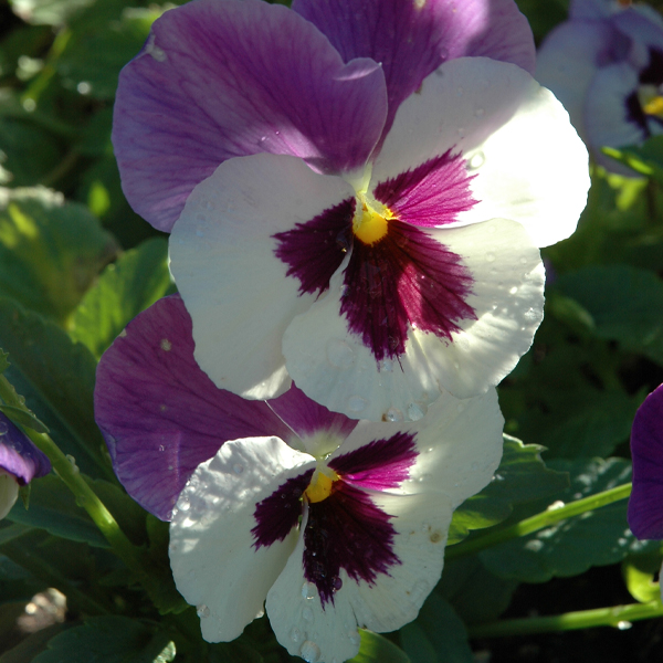 pansie