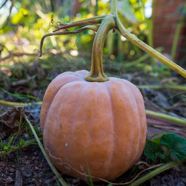 Pumpkin