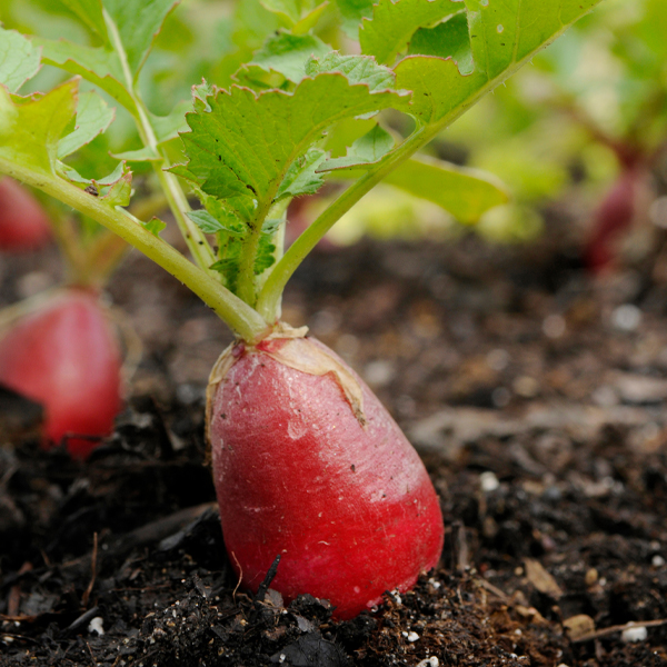 radish