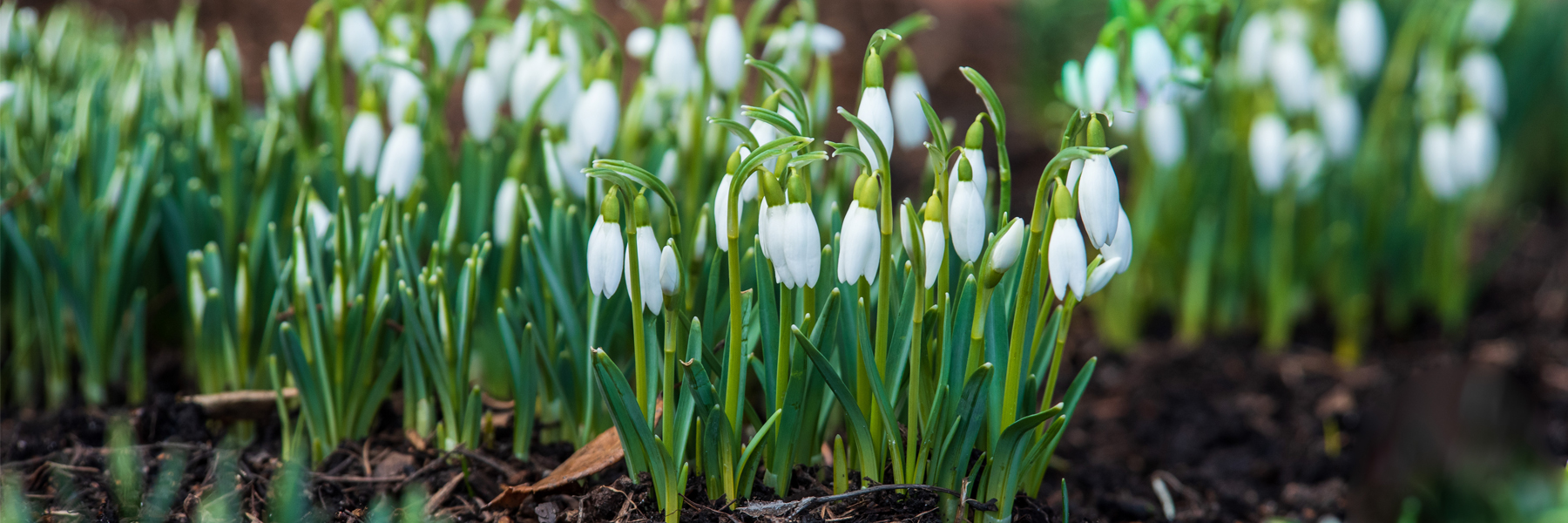 snowdrop