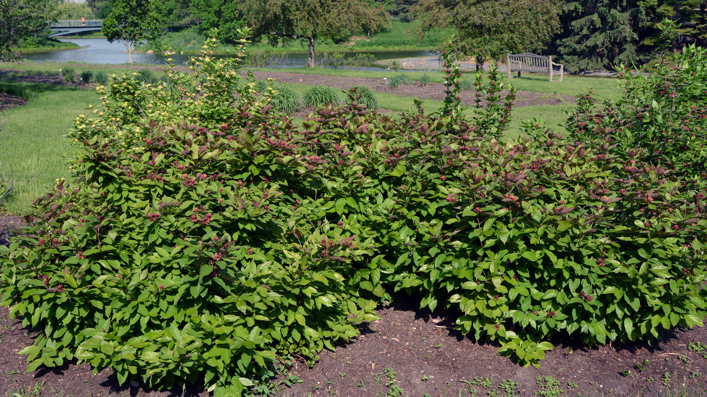 Calycanthus floridus var glaucus 'Purpureus'
