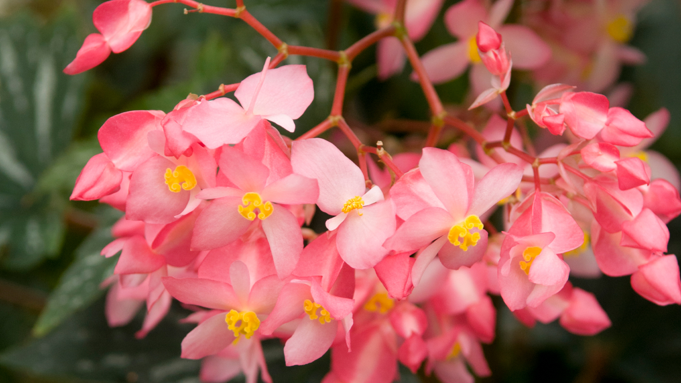 begonia