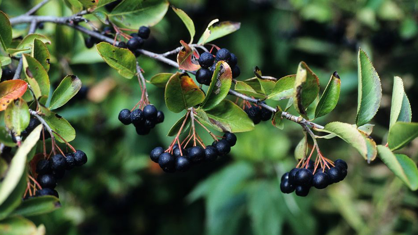 Black chokeberry Aronia melanocarpa