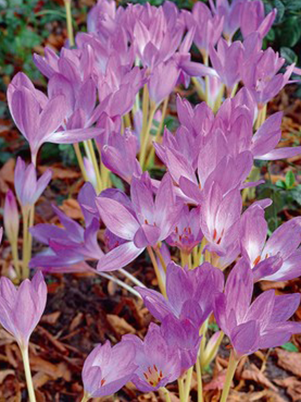 fall crocus