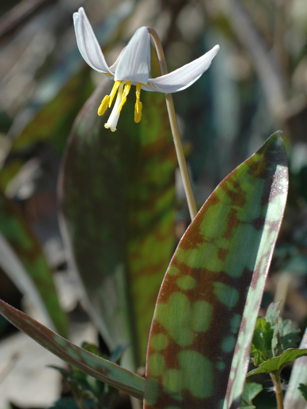 White trout lily