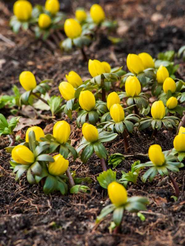 Winter aconite (Eranthishyemalis)