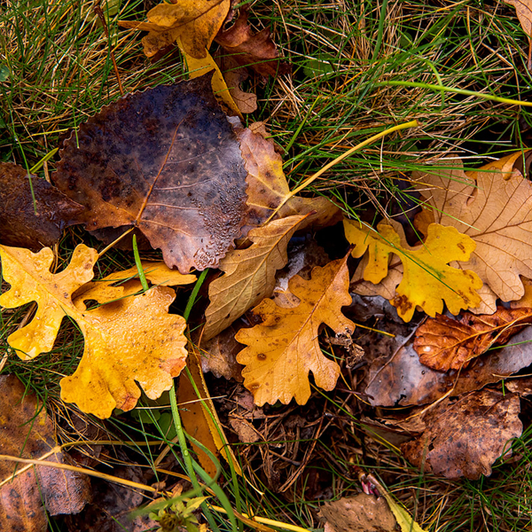 compost leaves