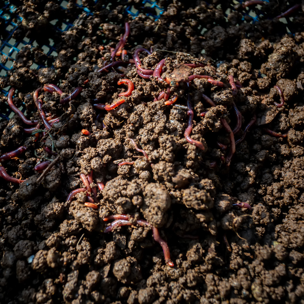 Vermicomposting