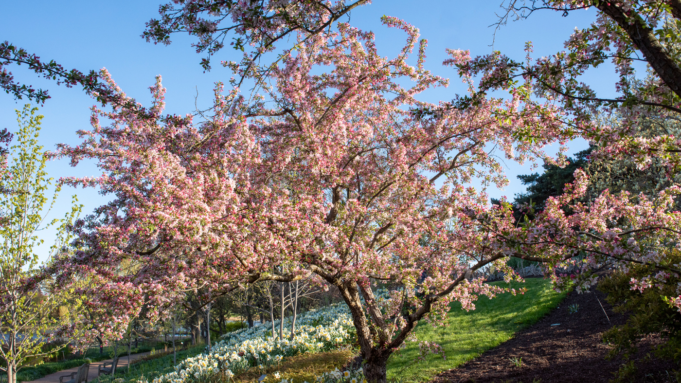 crabapple tree