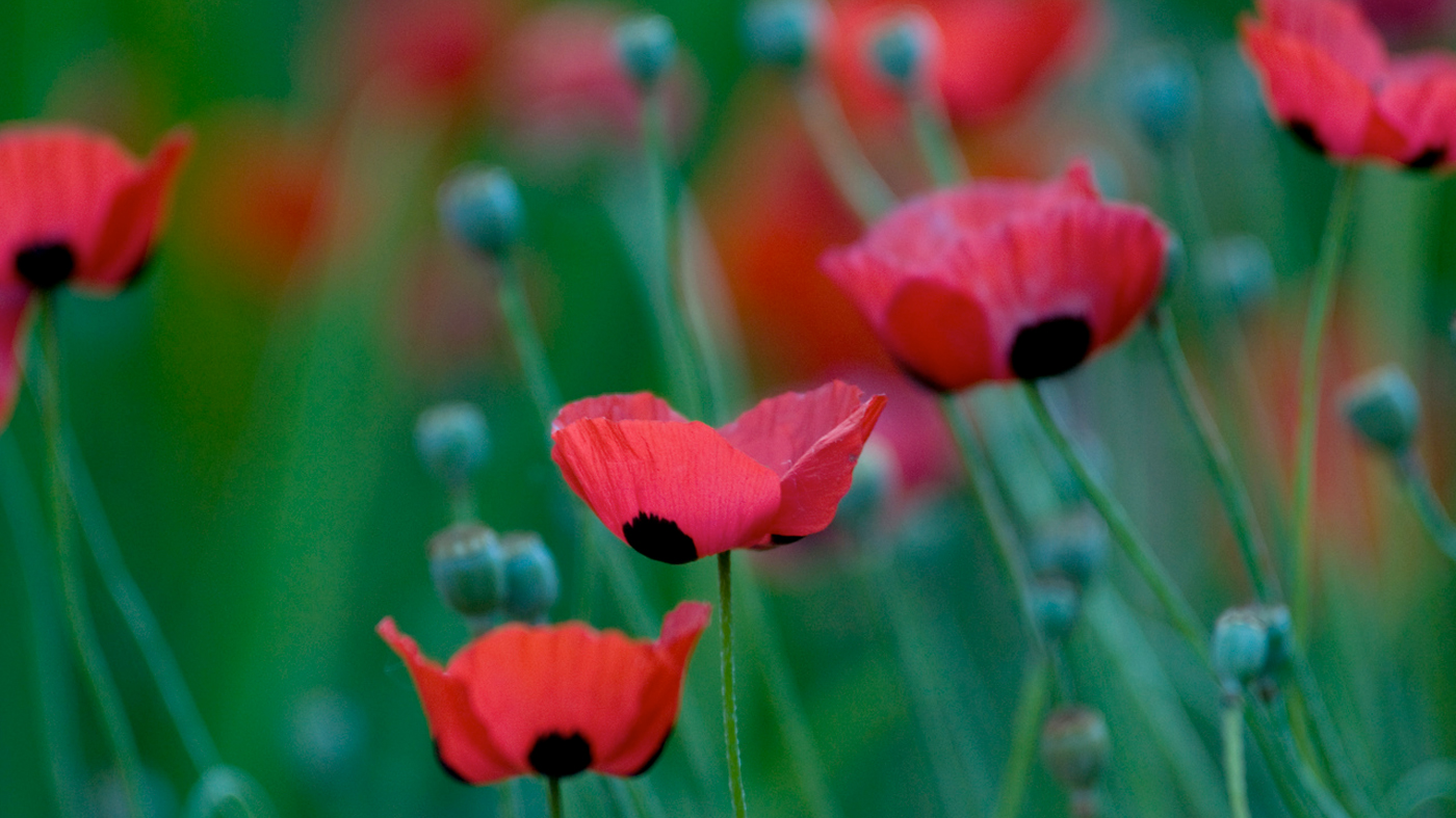 ChicagoBotanicGardenImage