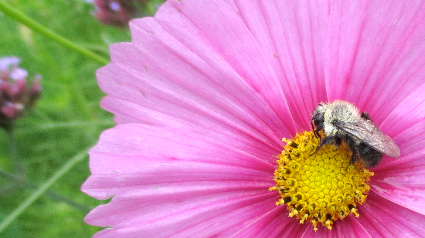 ChicagoBotanicGardenImage